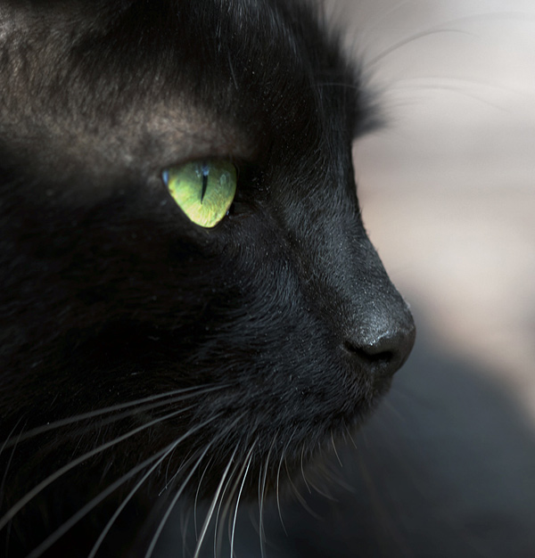 Spydey