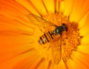 Hoverfly