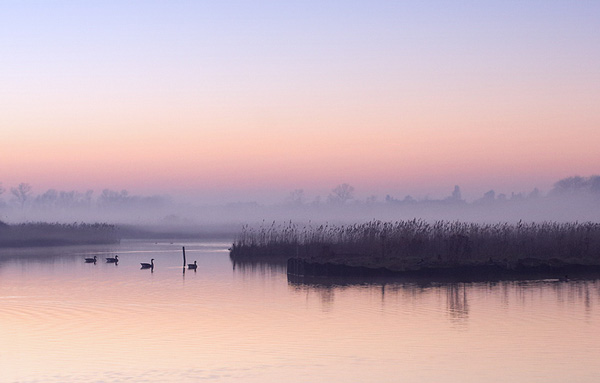 Mist on the Lake