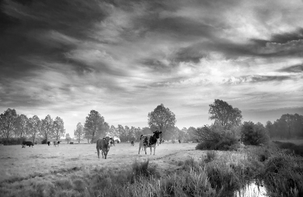 Cattle at Grass