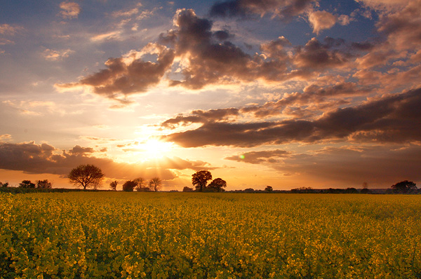 Fields of Gold