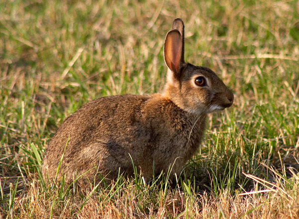 Rabbit