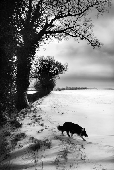 Snow Dog