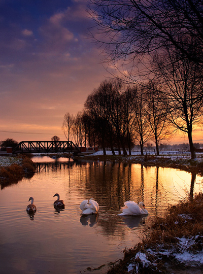 Swanset
