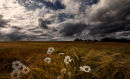 Windswept