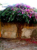 bougainvillea