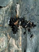 grapes on marble