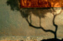 olive tree shadow