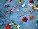 Regnos Altos Petals
