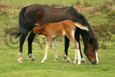 New Forest ponies