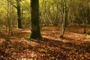 Autumn Garston Wood