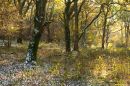 Autumn trees with snow