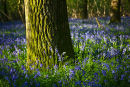 Bluebells and Oak Tree