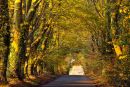 Bowerchalke Beech Tunnel