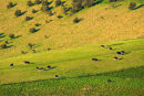 Cattle Grazing on Downland