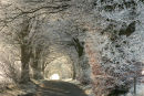 Frosty Beech Trees