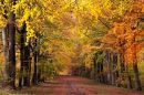 Grovelly Wood Autumn