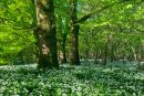 Spring woodland