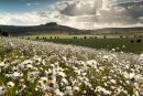 Sutton Down and Ox-eye Daisies