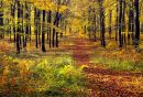 Vernditch Autumn Colour