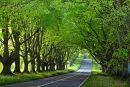 Beech Avenue Kingston Lacy