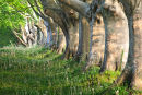Beech trees Kingston Lacy