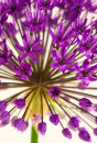 Allium Aflatunense