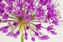 Allium Atropurpureum Flower