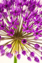 Allium Atropurpureum