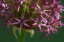 Allium Christophii