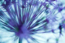 Allium Christophii Abstract