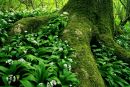 Alliums and tree roots