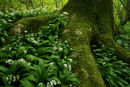 Tree Roots