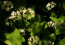 Alliums