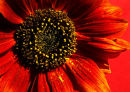 Amber Sunflower 