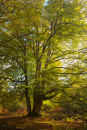 Ancient Beechtree