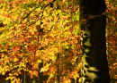 Sunlight on Autumn Beech Leaves
