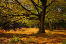 Autumn Beechtree
