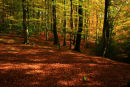 Autumn in the New Forest