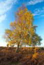 Autumn Birch Tree