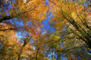 Autumn Canopy 