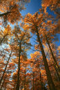 Autumn Larch trees