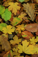 Autumn Leaves