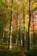 Autumn Woodland