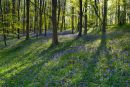 Bluebells Ashmore