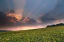 Sunset Clearbury Rings