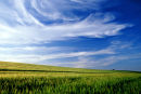 Cornfield and Sky