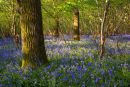 Bluebells Garston Wood