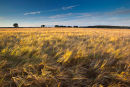 Golden Barley by the Ox-Drove