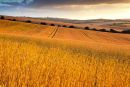 Summer Cornfields